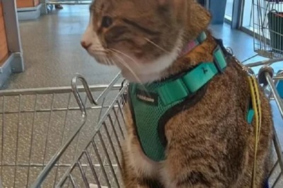 Feline Fiasco: Cat in Supermarket Cart Sparks Online Controversy