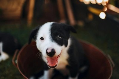 Meet the Tiny Dictator: How a Rabbit Rules the Roost Over Big Dogs!