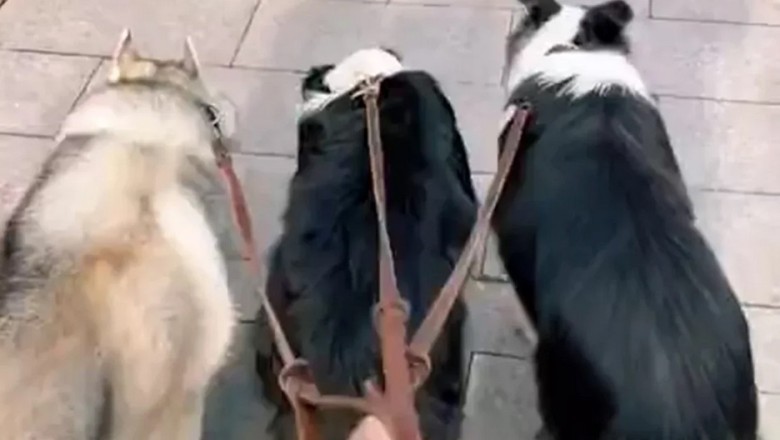 The Canine Convergence: A Tale of Two Breeds