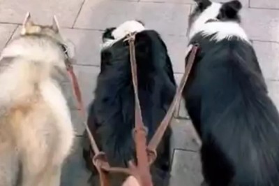 The Canine Convergence: A Tale of Two Breeds