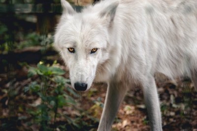 The Epic Journey of a Wolf: A 1,240 km Adventure