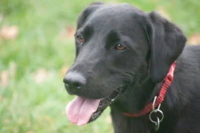 Ben's Journey: From Shelter Despair to Unconditional Love