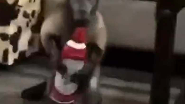 BFFs or Frenemies? The Unlikely Duo of Monkey and Dog Will Leave You in Stitches!
