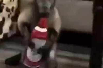 BFFs or Frenemies? The Unlikely Duo of Monkey and Dog Will Leave You in Stitches!