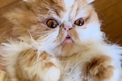 Cat-astrophe averted! Witness the Hilarious Antics of the Elusive and Rare Cat Species!