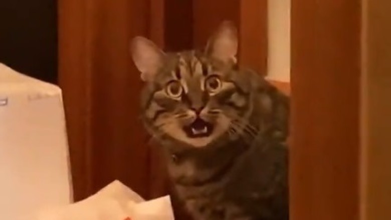 Cat-tastic Chaos: Hilarious Reaction of a Surprised Feline!