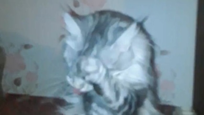 Cat-tastrophy Strikes: Hilarious Shenanigans of a Cat in the Dark!