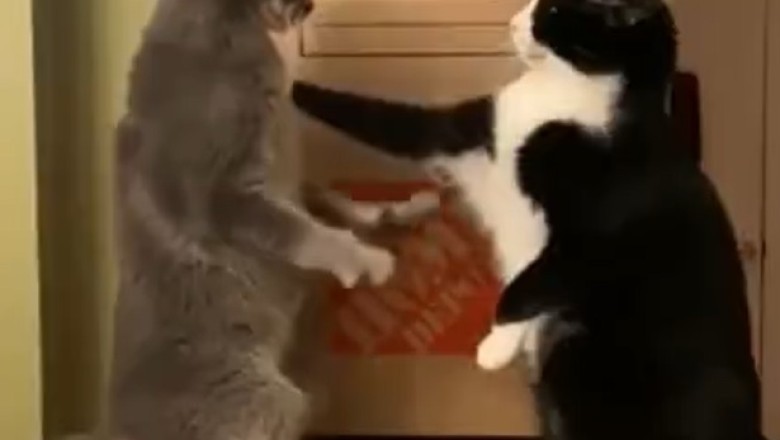 Claws Out: Epic Battle Between Two Cats Over Guard Duty!