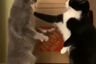 Claws Out: Epic Battle Between Two Cats Over Guard Duty!
