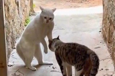 Claws Out: Hilarious Cat Fight Captured on Camera!