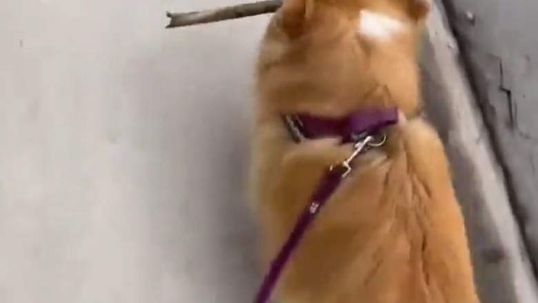 Comedy Duo Alert: Watch this hilarious dog-owning duo take a stroll!