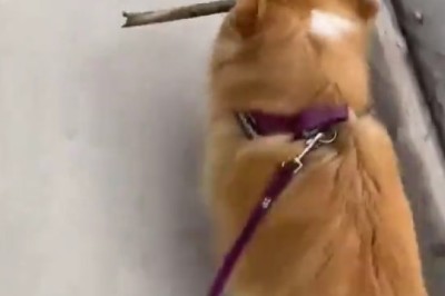 Comedy Duo Alert: Watch this hilarious dog-owning duo take a stroll!