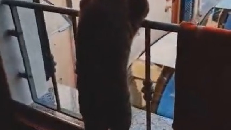 Curious Cat's Balcony Adventure: When Meow Meets Mystery!