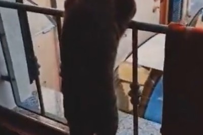 Curious Cat's Balcony Adventure: When Meow Meets Mystery!