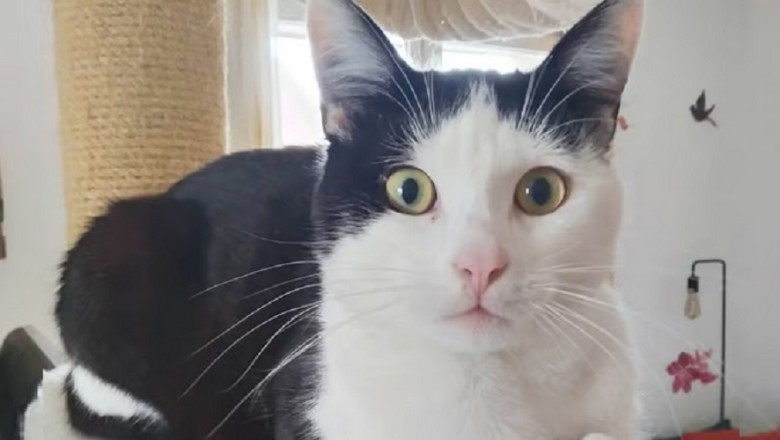 Dumby: A Heart in Need of a Home