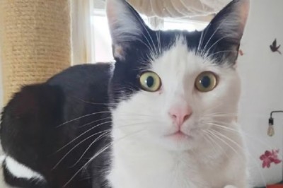 Dumby: A Heart in Need of a Home