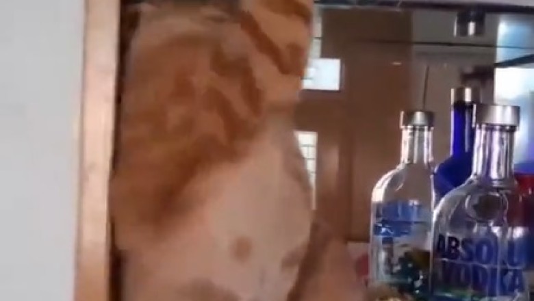 Feathered Frenemies: The Hilarious Saga of a Cat and Parrot's Epic Showdown!