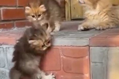 Feline Fiasco: Watch This Kitten's Epic Stair-Climbing Fail!