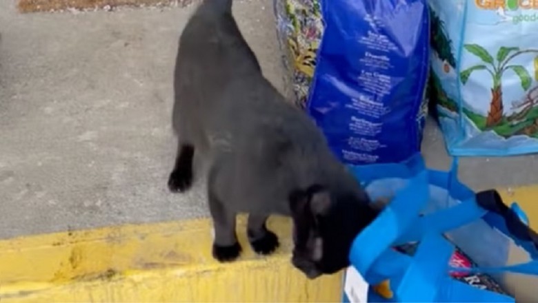 Feline Surprise: A Cat Changes a Couple's Life