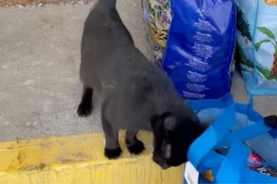 Feline Surprise: A Cat Changes a Couple's Life