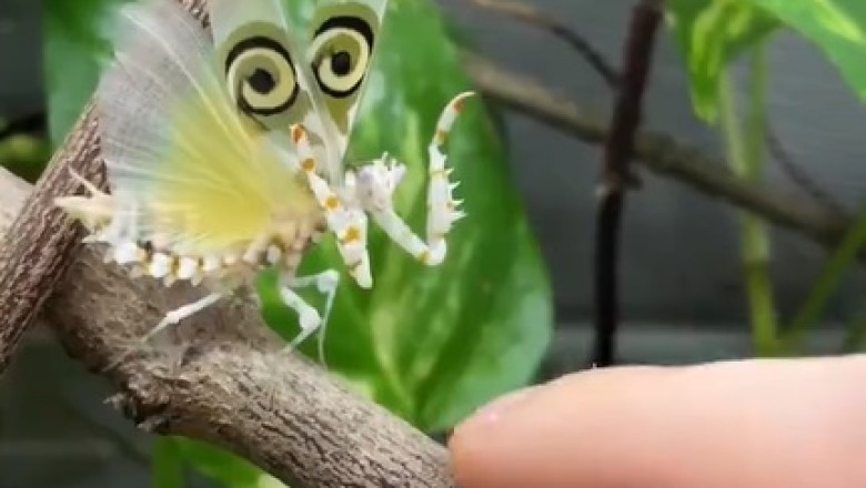 Flutterby Surprise: Man Meets Unlikely Winged Dealer!