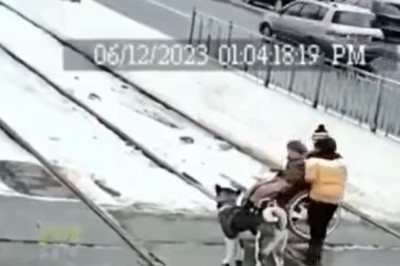 Heartwarming Rescue: Brave Dog Saves Elderly Woman on Train Tracks