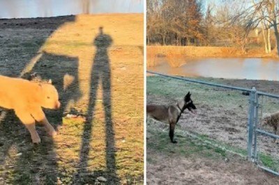 Heartwarming Tale of Friendship: Malinois Dog Bonds with Miniature Calf, Captivating Internet Users