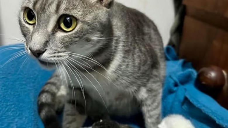 Helena's Heartwarming Journey: The Pregnancy Tale of Resilience and Gratitude