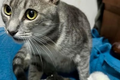 Helena's Heartwarming Journey: The Pregnancy Tale of Resilience and Gratitude