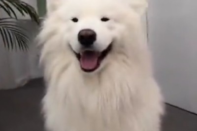 Hilarious Clown Dog Pranks and Paw-some Antics!