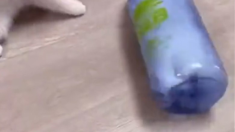 Hilarious Mishap: Curious Kitten Gets Stuck in a Bottle!