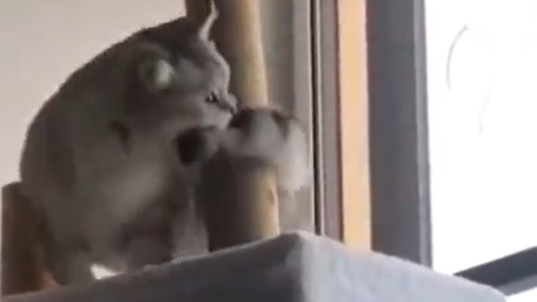 Hose Me Down, Hooman! The Epic Battle of Cat vs. Water