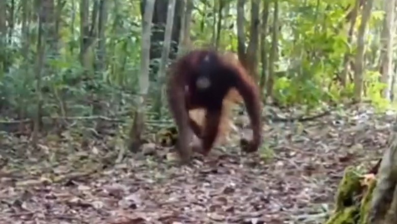Jungle Gymnastics: Gorilla Goes Bananas with Backflips!