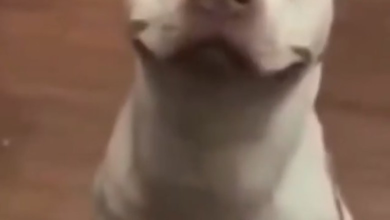 Laugh Out Loud with the Clown Dog!