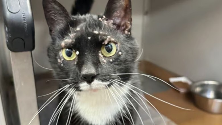 Leonard the Cat: A Tale of Overcoming Adversity with Love and Persistence