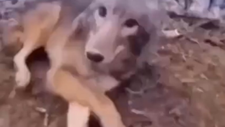 Lost in Woofs: The Misadventures of a Dog in the Forest!