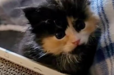 Lucky Kitten Brings Jackpot: A Heartwarming Tale of Rescue and Fortune