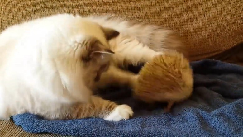 Meow and Prickle: Hilarious Shenanigans of a Cat and Hedgehog Duo!