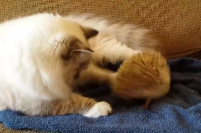 Meow and Prickle: Hilarious Shenanigans of a Cat and Hedgehog Duo!