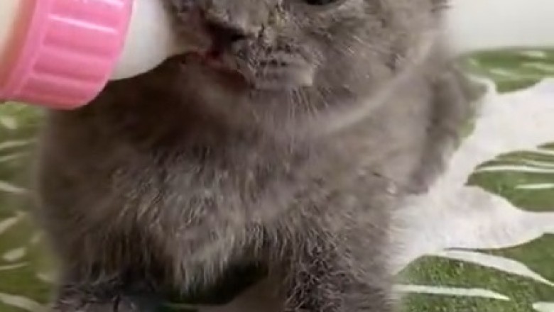 Milk Madness: Tiny Kitten Goes Bonkers Over Liquid Goodness!