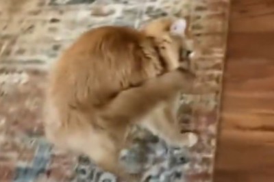 Paws-itively Peculiar: The Unbelievable Dance Moves of a Cat!