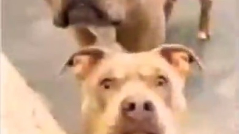 Pawsitively Hilarious: Meet the Wacky Dog Family and Their Comedy Chaos!
