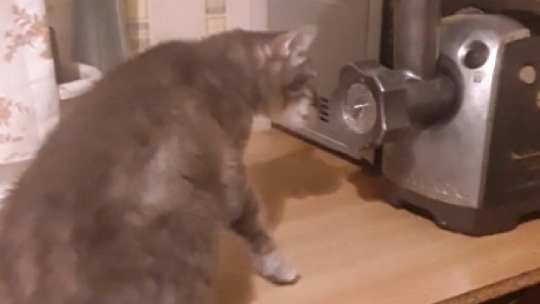 Purr-sistence Pays Off: Cat's Epic Quest for Grinder Goodies!