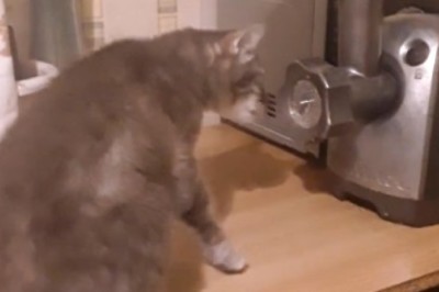 Purr-sistence Pays Off: Cat's Epic Quest for Grinder Goodies!