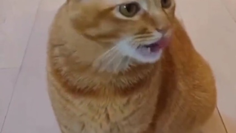Purrfect Pitch: Feline Frenzy Sing-Off!