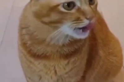 Purrfect Pitch: Feline Frenzy Sing-Off!