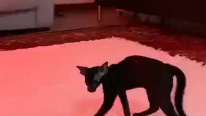 Skinny Cat's Hilarious Adventures: The Quest for the Biggest Meal!