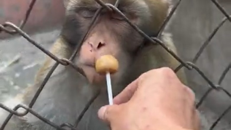 Sleepy Monkey Has Zero Chill: The Most Relatable Nap Ever!