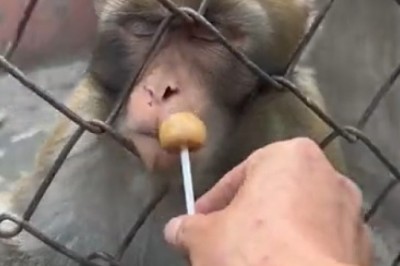 Sleepy Monkey Has Zero Chill: The Most Relatable Nap Ever!