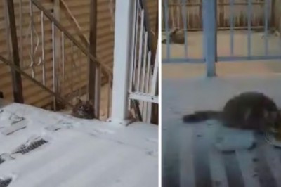 The Snowstorm Rescue: A Heartwarming Tale of Compassion and Hope